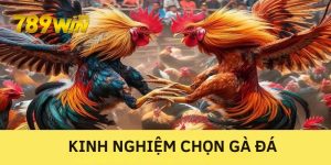 Kinh nghiệm chọn gà dá